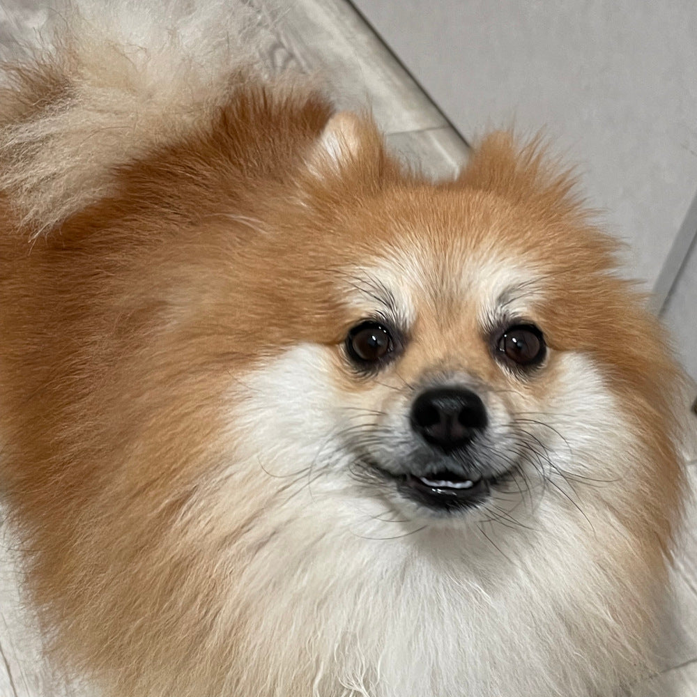 【ペット・オーダーメイド】深音アート（商標登録）｜愛するペットの響きを描くキャンバス原画